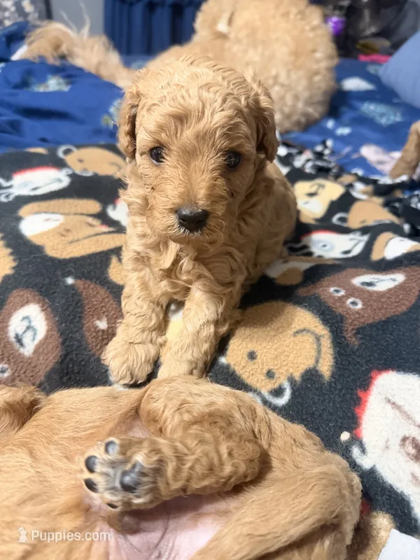 Lady – Miniature Golden Retriever, Miniature Goldendoodle puppy for sale in Hendersonville, TN