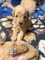 Lady, a female Miniature Golden Retriever and Miniature Goldendoodle for sale in Hendersonville, TN – 1 of 4