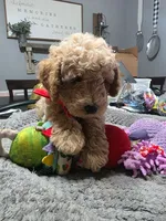 Blake (Red Bowtie), a male Miniature Goldendoodle for sale in Clarksville, TN – Photo 2 of 4