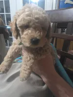 Blake (Green Collar), a male Miniature Goldendoodle for sale in Clarksville, TN – Photo 3 of 4