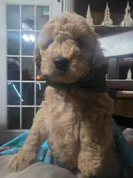 Blake (Green Collar), a male Miniature Goldendoodle for sale in Clarksville, TN – Photo 4 of 4