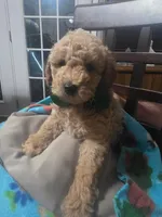 Blake (Green Collar), a male Miniature Goldendoodle for sale in Clarksville, TN – Photo 2 of 4