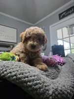 Blake (Red Bowtie), a male Miniature Goldendoodle for sale in Clarksville, TN – Photo 4 of 4