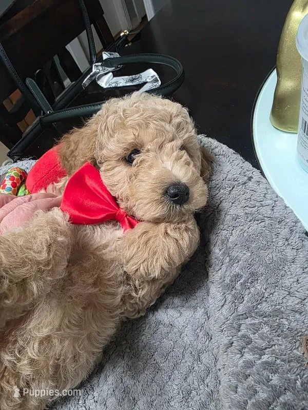Blake (Red Bowtie) – Miniature Goldendoodle puppy for sale in Clarksville, TN