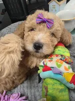 Nicole-ette, a female Miniature Goldendoodle for sale in Hendersonville, TN – Photo 4 of 7