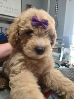 Nicole-ette, a female Miniature Goldendoodle for sale in Hendersonville, TN – Photo 3 of 7