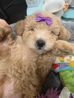 Nicole-ette, a female Miniature Goldendoodle for sale in Hendersonville, TN – Photo 2 of 7