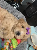 Nicole-ette, a female Miniature Goldendoodle for sale in Hendersonville, TN – Photo 6 of 7