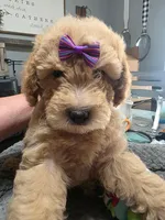 Nicole-ette, a female Miniature Goldendoodle for sale in Hendersonville, TN – Photo 7 of 7