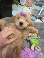 Nicole-ette, a female Miniature Goldendoodle for sale in Hendersonville, TN – Photo 5 of 7