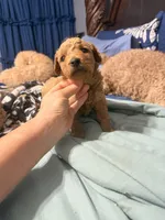 Dolly  , a female Miniature Golden Retriever and Miniature Goldendoodle for sale in Hendersonville, TN – 4 of 4