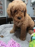 Hoss (Blue Collar), a female Miniature Goldendoodle for sale in Hendersonville, TN – Photo 5 of 6