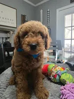 Hoss (Blue Collar), a female Miniature Goldendoodle for sale in Hendersonville, TN – Photo 6 of 6