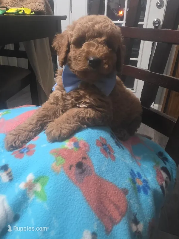 Hoss, a female Miniature Goldendoodle for sale in Clarksville, TN – Photo 1 of 2