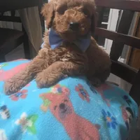 Hoss (Blue Collar), a female Miniature Goldendoodle for sale in Hendersonville, TN – Photo 2 of 6