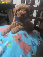 Hoss, a female Miniature Goldendoodle for sale in Clarksville, TN – Photo 1 of 2