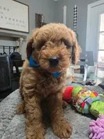 Hoss (Blue Collar), a female Miniature Goldendoodle for sale in Hendersonville, TN – Photo 3 of 6