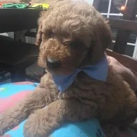 Hoss (Blue Collar), a female Miniature Goldendoodle for sale in Hendersonville, TN – Photo 4 of 6