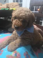 Hoss, a female Miniature Goldendoodle for sale in Clarksville, TN – Photo 2 of 2