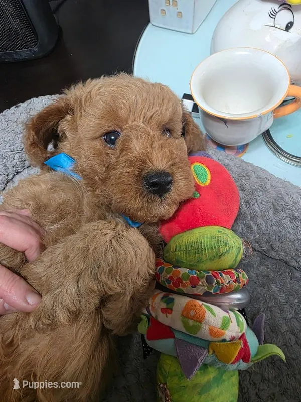 Hoss (Blue Collar) – Miniature Goldendoodle puppy for sale in Clarksville, TN