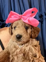 Dolly, a female Golden Retriever and Miniature Goldendoodle for sale in Hendersonville, TN – 1 of 3