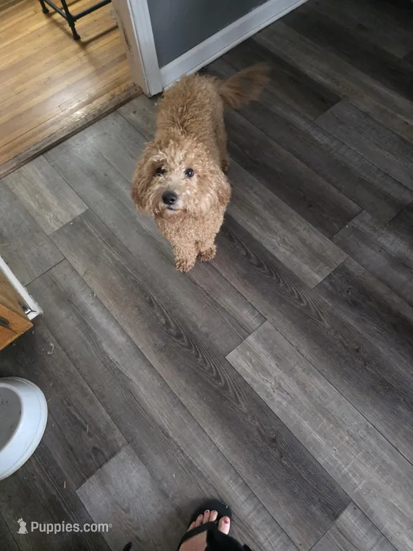 Zach, a male Miniature Goldendoodle for sale in Hendersonville, TN – Photo 1 of 4