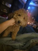 Zach, a male Miniature Goldendoodle for sale in Hendersonville, TN – Photo 3 of 4