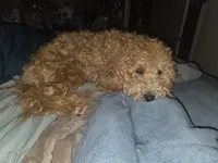 Zach, a male Miniature Goldendoodle for sale in Hendersonville, TN – Photo 4 of 4