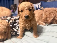 Dolly  , a female Miniature Golden Retriever and Miniature Goldendoodle for sale in Hendersonville, TN – 1 of 4