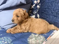 Dolly  , a female Miniature Golden Retriever and Miniature Goldendoodle for sale in Hendersonville, TN – 3 of 4