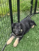 Jack, a male German Shepherd Dog for sale in Westfield, MA – 2 of 3