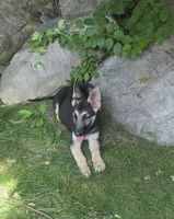 Rex, a male German Shepherd Dog for sale in Westfield, MA – 2 of 2