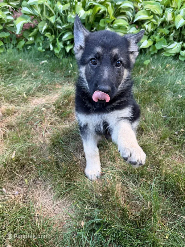 Lexi  – German Shepherd Dog puppy for sale in Westfield, MA