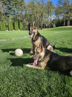 Lexi , a female German Shepherd Dog for sale in Westfield, MA – 2 of 2