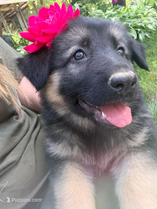 Bella  – German Shepherd Dog puppy for sale in Westfield, MA