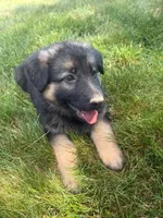 Bella , a female German Shepherd Dog for sale in Westfield, MA – 2 of 3