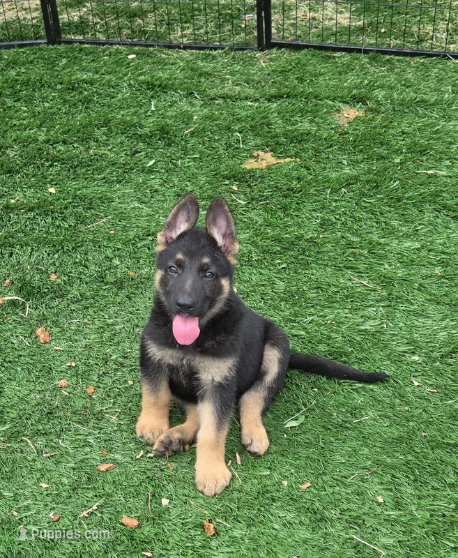 Max – German Shepherd Dog puppy for sale in Westfield, MA