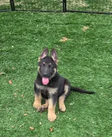 Jack , a male German Shepherd Dog for sale in Westfield, MA – 1 of 1