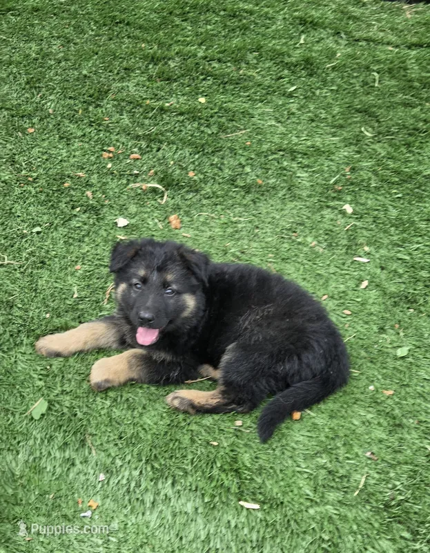 Jack – German Shepherd Dog puppy for sale in Westfield, MA