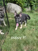 Jack, a male German Shepherd Dog for sale in Westfield, MA – 3 of 4