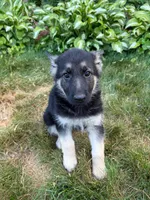 Max, a male German Shepherd Dog for sale in Westfield, MA – 2 of 2
