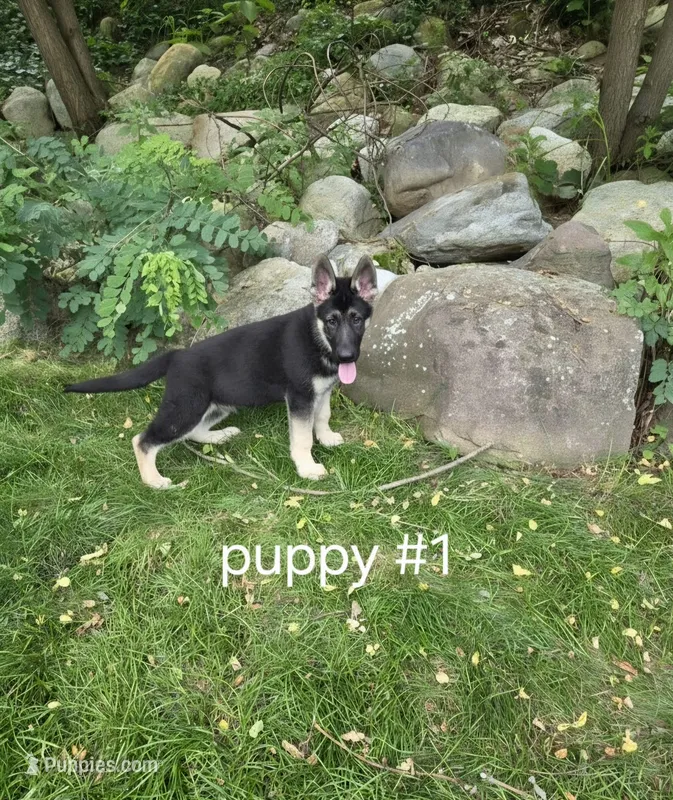 Diesel – German Shepherd Dog puppy for sale in Westfield, MA