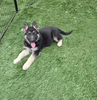 Max, a male German Shepherd Dog for sale in Westfield, MA – 1 of 2