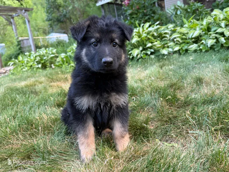 Jack – German Shepherd Dog puppy for sale in Westfield, MA