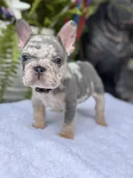Taz , a male French Bulldog for sale in Port Saint Lucie, FL – 3 of 3