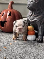 Blue Tri Merle , a male English Bulldog for sale in Port Saint Lucie, FL – 6 of 7