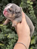 Blue Tri One , a male English Bulldog for sale in Port Saint Lucie, FL – 4 of 4