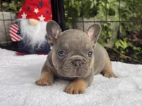 Diamond , a female French Bulldog for sale in Port Saint Lucie, FL – 3 of 3