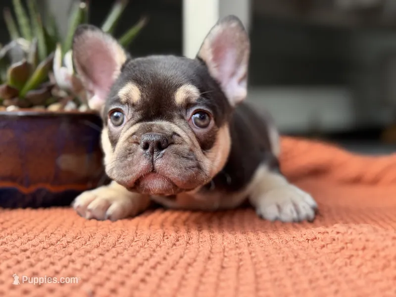 Magnolia – French Bulldog puppy for sale in Port Saint Lucie, FL