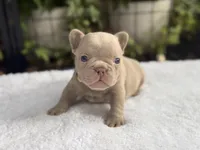 Knox , a male French Bulldog for sale in Port Saint Lucie, FL – 3 of 3
